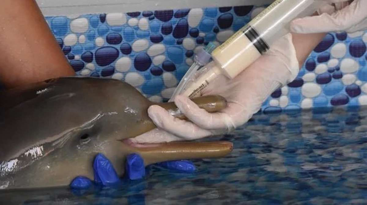 Toninha ameaçada é levada para reabilitação no Litoral Sul