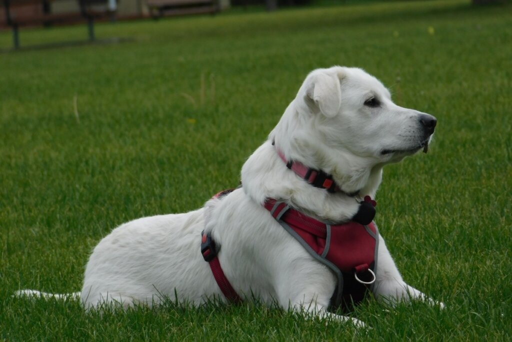 Um cão Akbash, com pelagem curta e inteiramente branca, está deitado sobre um gramado verde e bem cuidado. O animal está de perfil, olhando para a direita, com uma expressão alerta e tranquila. Ele usa um peitoral de passeio robusto na cor vermelha com detalhes em cinza e uma coleira rosa fina no pescoço. O fundo mostra um campo gramado com profundidade levemente desfocada.