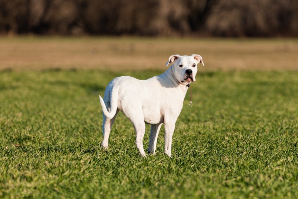 Um Dogo Argentino de pelagem branca curta e musculatura definida está em pé em um campo de grama verde vibrante. O cão está posicionado de costas para a câmera, mas vira a cabeça para trás para olhar diretamente para o observador. O fundo está desfocado, exibindo tons de dourado e marrom sob a luz do sol.
