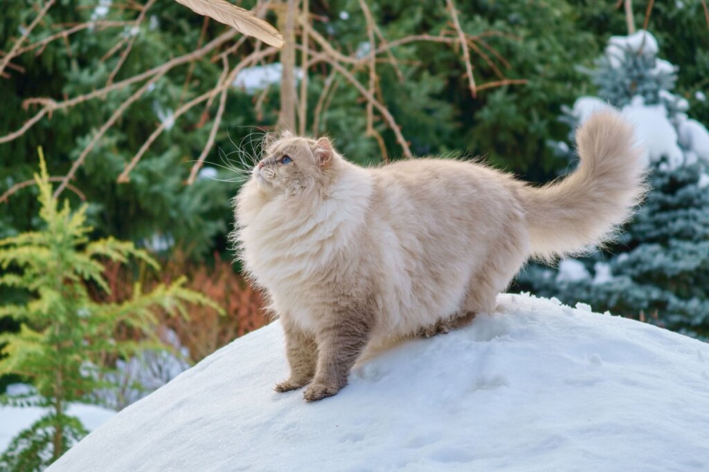 Gato da raça Neva masquerade, com pelagem longa na cor bege e branca, brincando na neve 