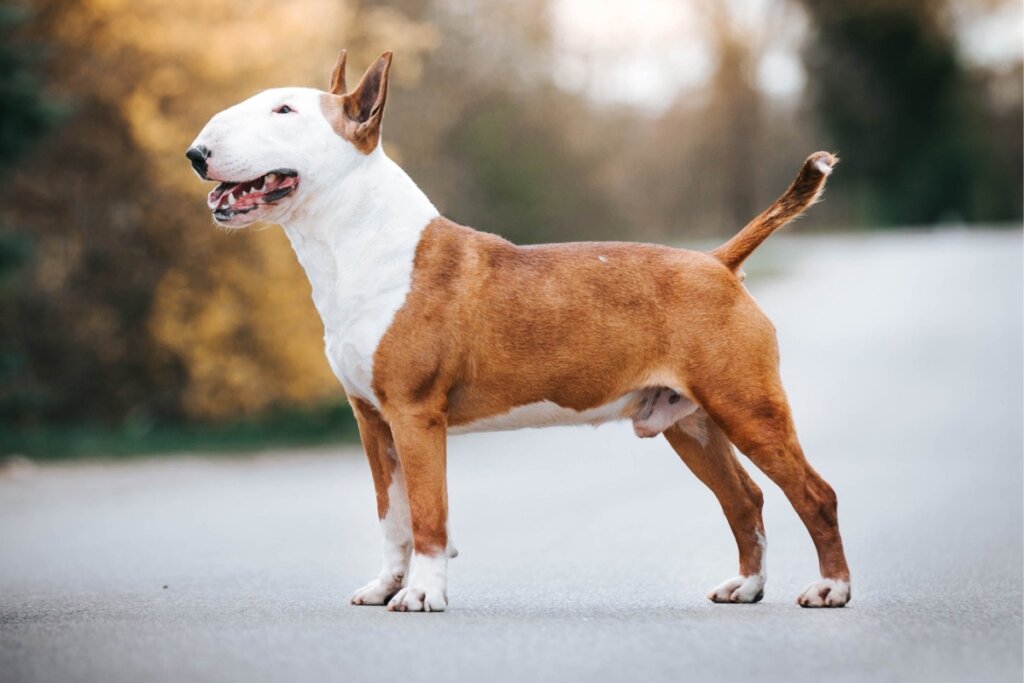 Cachorro bull terrier, com pelagem branca e marrom, em pé em um asfalto