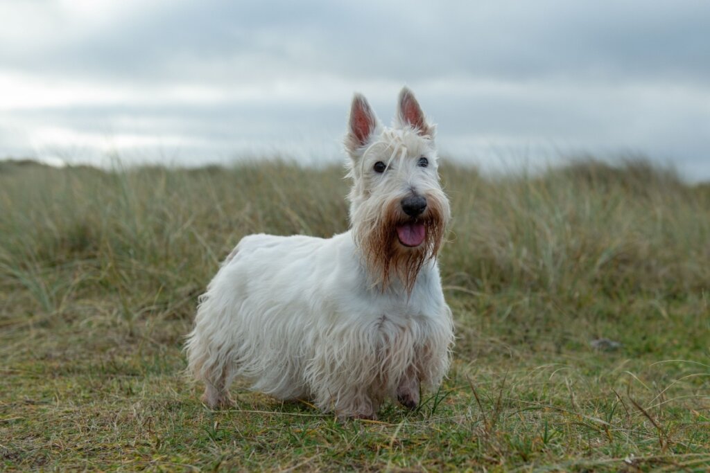 Um cachorro da raça Terrier Escocês de pelagem branca e longa em pé sobre um campo de grama rasteira e seca. O animal tem orelhas pontudas, barba característica em tons de marrom e está com a língua para fora. O fundo mostra uma paisagem de dunas sob um céu nublado.