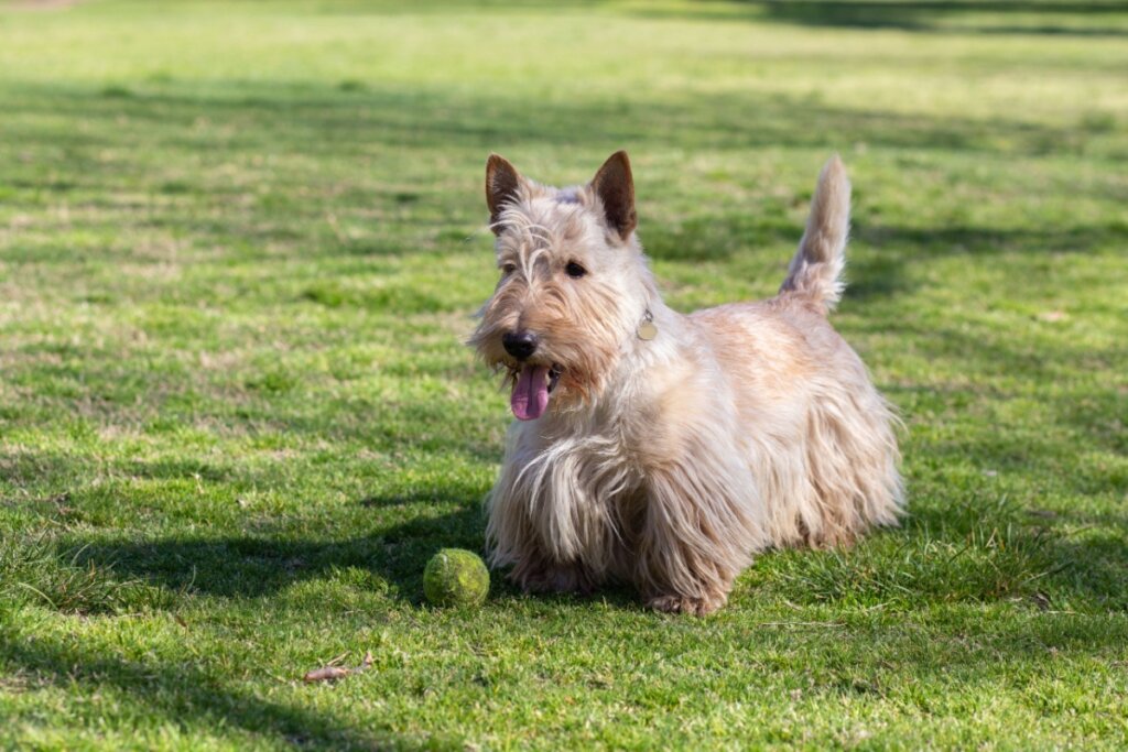 Cachorro da raça scottish terrier brincando com bolinha em um gramado