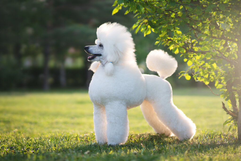 Poodle com pelagem branca com tosa leão. Ele está em área verde