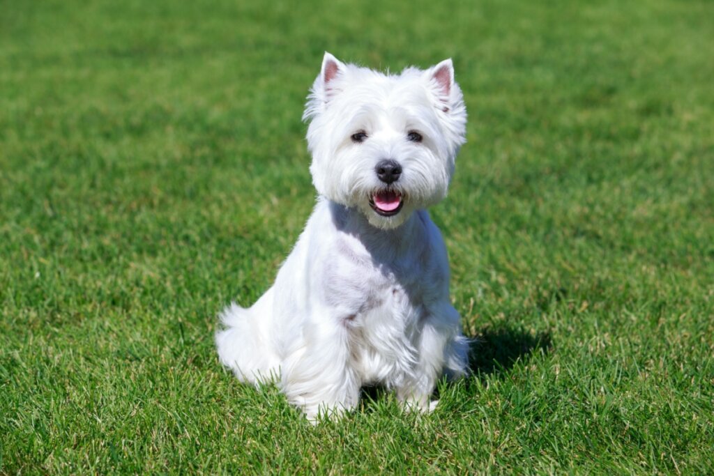 Cachorro da raça west highland white terrier com pelagem branca sentado na grama