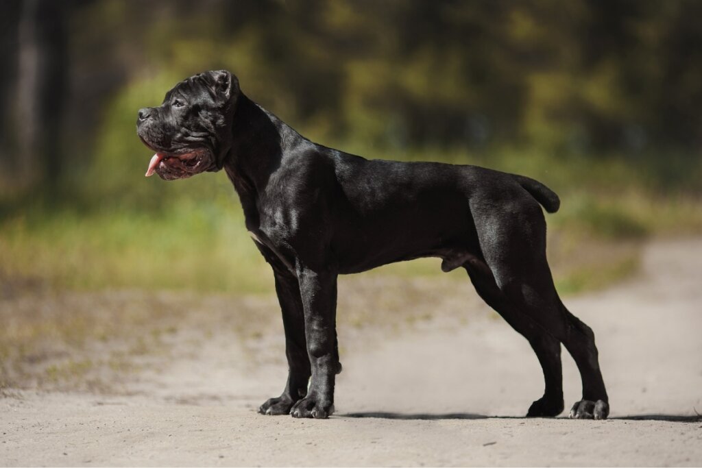 Fotografia de perfil de um cão da raça Cane Corso preto, em pé sobre uma estrada de terra clara. O animal possui porte robusto e musculoso, com a cabeça quadrada característica, orelhas curtas e cauda cortada (estilo docking). Ele está com a boca entreaberta e a língua levemente para fora, olhando para a esquerda. O fundo apresenta uma vegetação verde e árvores com um desfoque suave, sob luz natural do dia.