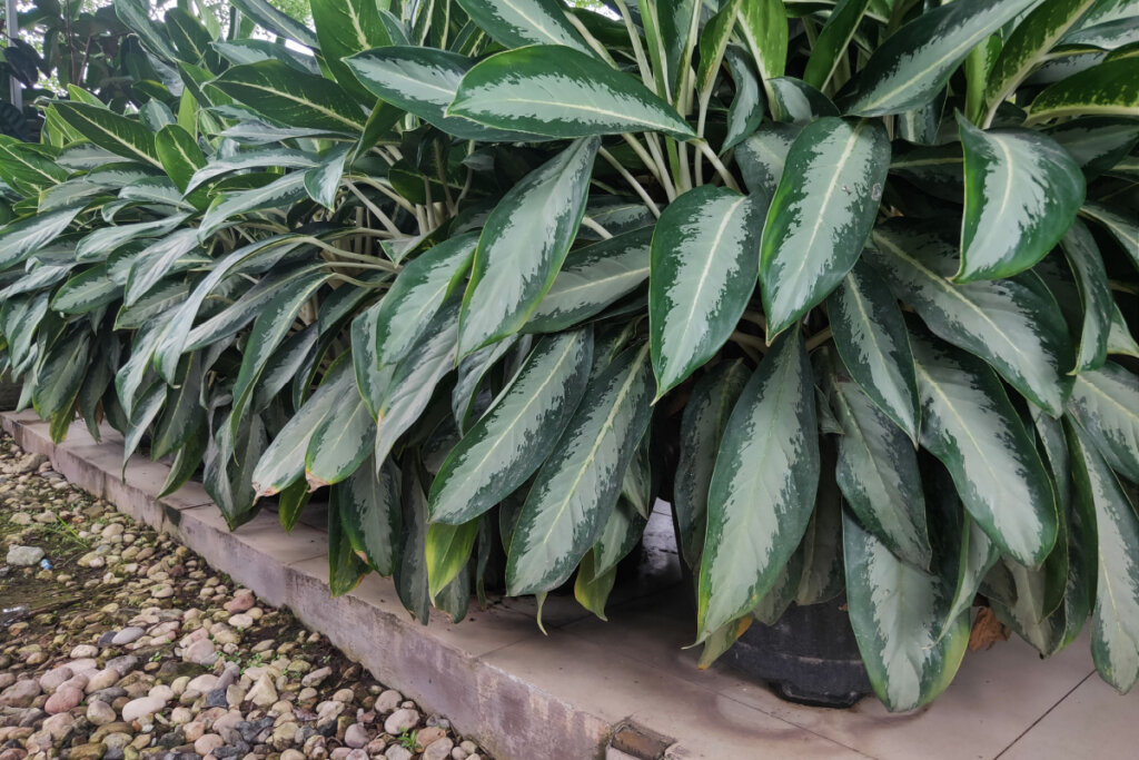 uma fileira densa de plantas conhecidas como "Comigo-ninguém-pode". As folhas são grandes, ovais e de um verde profundo, com manchas irregulares em tom verde-claro ou prateado no centro. As plantas estão em vasos pretos alinhados sobre uma borda de concreto cinza, ao lado de um canteiro coberto por pequenas pedras