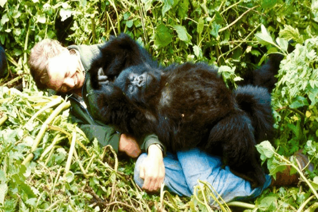 Imagem de um homem com casaco verde e calça jeans deitado na grama com gorila filhote deitado em cima dele