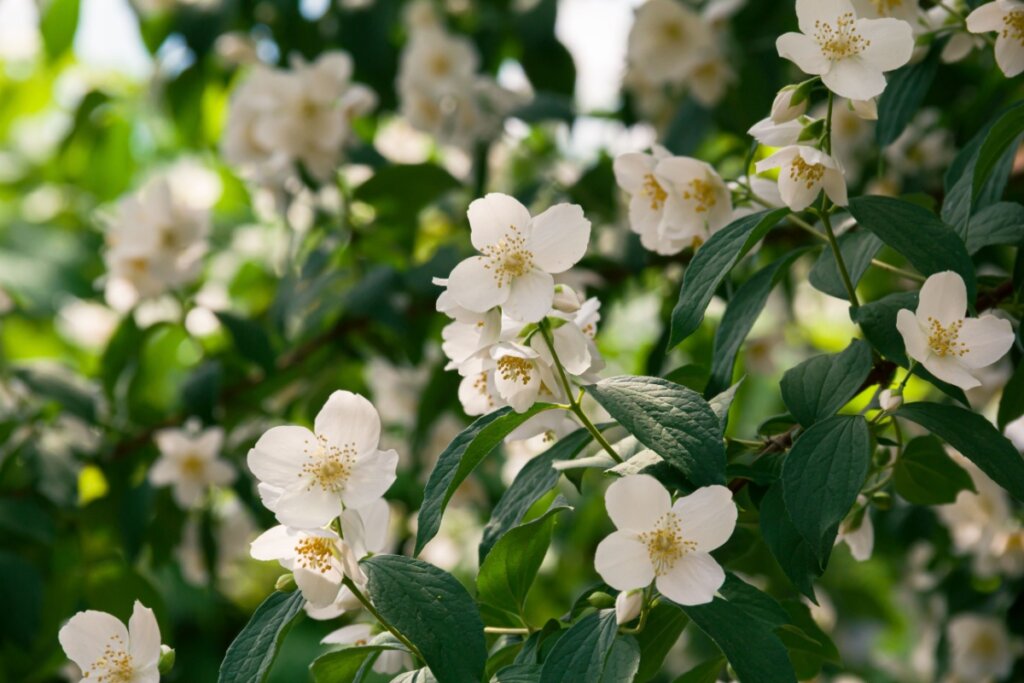 Flores de Jasmim brancas com folhas verdes em plantação de Jasmim