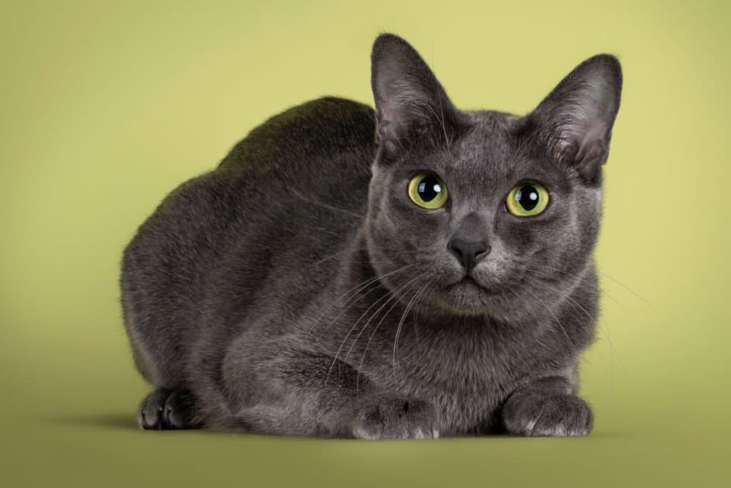 Gato da raça korat em fundo verde